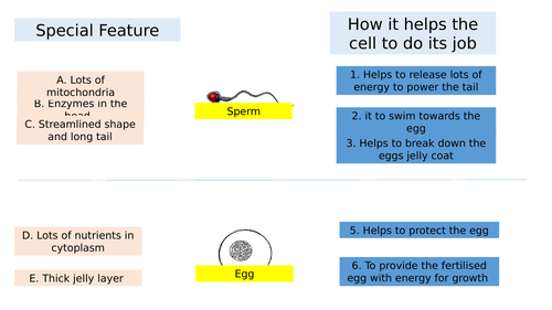 Year 7 Cells - Full Scheme Of Work - Activate Book 1 | Teaching Resources