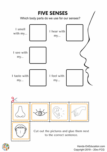 KS1 Five Senses Bundle | Hands-On Education | Teaching Resources