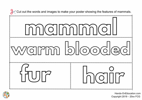 KS1 Mammals Bundle | Hands-On Education | Teaching Resources