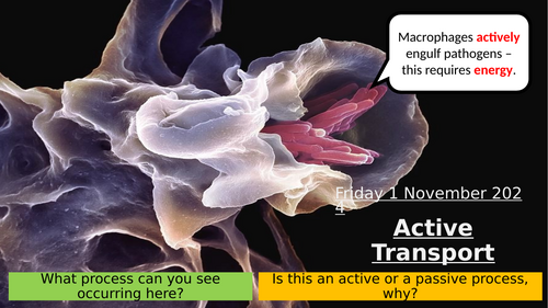 4.4 Active Transport