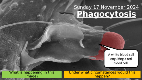 5.2 Phagocytosis