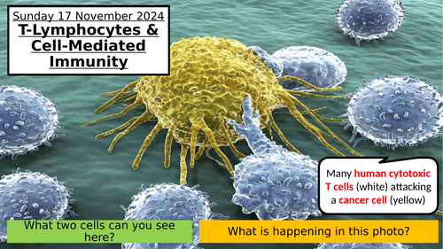 5.3 T Lymphocytes & Cell-Mediated Immunity