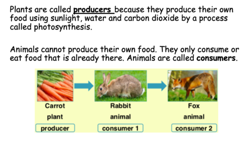 Food chains PowerPoint Biology Diagrams