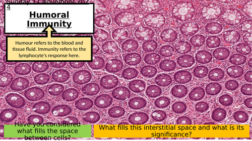 5.4 B Lymphocytes & Humoral Immunity