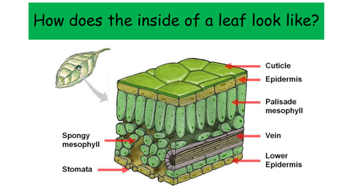 Photosynthesis and the leaf | Teaching Resources