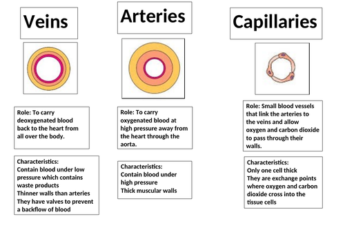The blood Vessels Veins, Arteries and Capillaires | Teaching Resources