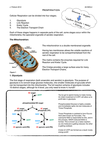 CIE 12.2 Respiration | Teaching Resources