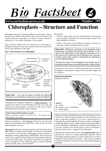 CIE 13.1 Photosynthesis: Chloroplast Structure | Teaching Resources