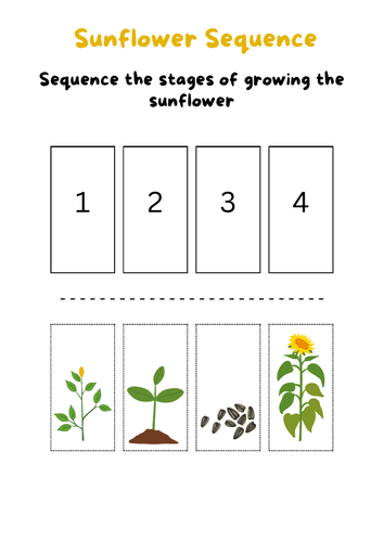 Horticulture/Gardening for Entry Level/SEND: Growing Sunflowers and ...