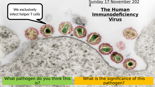 5.7 The Human Immunodeficiency Virus