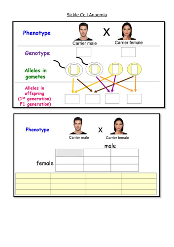 GCSE Lesson 13 Sickle Cell anaemia | Teaching Resources