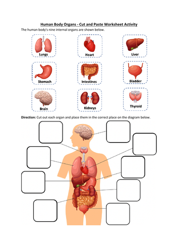 Human Body Organs - Cut and Paste Worksheet Activity (Printable ...
