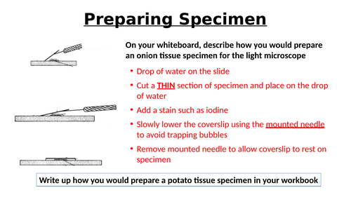 A-Level AQA Biology - Biological Drawings