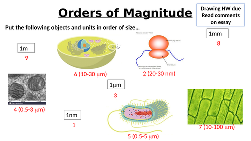 A-Level AQA Biology - Magnification Practice