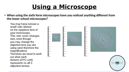 A-Level AQA Biology - Measuring Cells