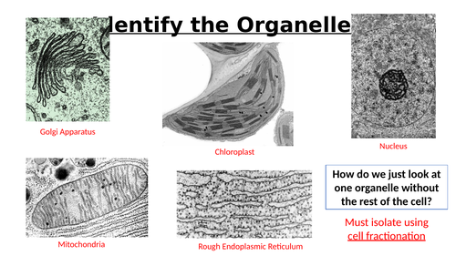 A-Level AQA Biology - Cell Fractionation