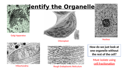 A-Level AQA Biology - Cell Structure Bundle | Teaching Resources