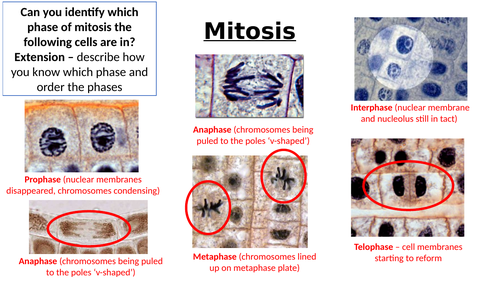 A-Level AQA Biology - Mitosis Bundle | Teaching Resources