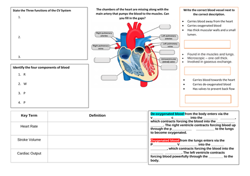 Cambridge IGCSE PE - Topic 1 Anatomy & Physiology Knowledge Organisers ...
