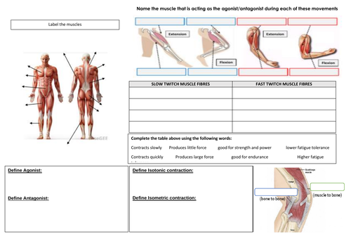 Cambridge IGCSE - Knowledge Organiser Muscular System