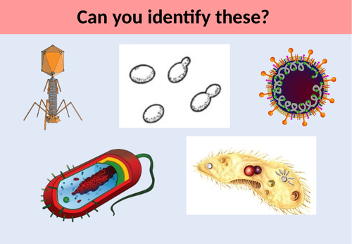 GCSE Biology: Pathogen structure and the cause of disease. | Teaching ...