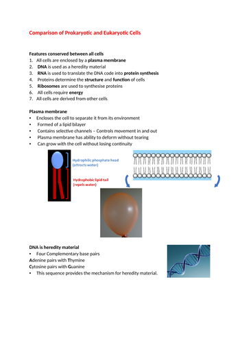 Comparison of prokaryotic and eukaryotic cells | Teaching Resources