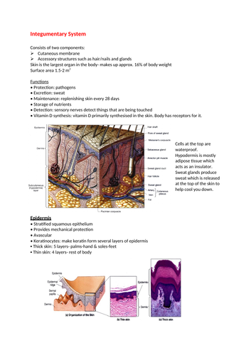 Integumentary system | Teaching Resources