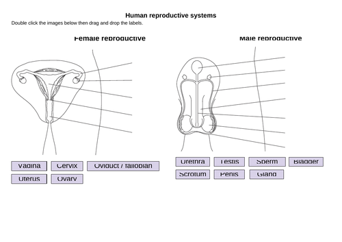 Aqa Gcse Biology B5 Human Reproduction Hormones Teaching Resources 7195