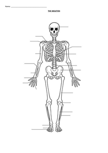 CTECH Sport Unit 1 Body Systems LO1 Skeletal System | Teaching Resources