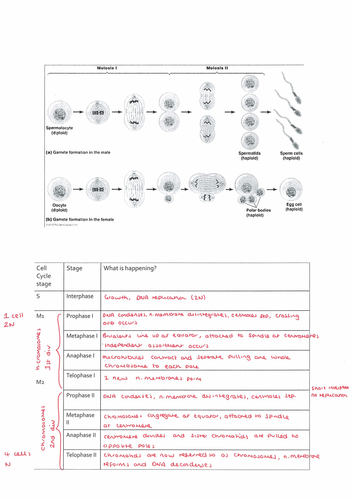 OCR A level biology: Module 2, Cell division, diversity and ...
