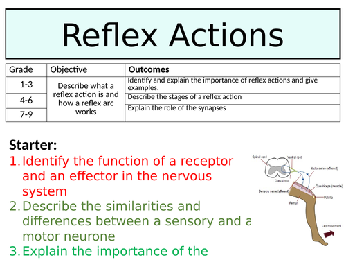 OCR GCSE (9-1) Biology - Reflexes | Teaching Resources