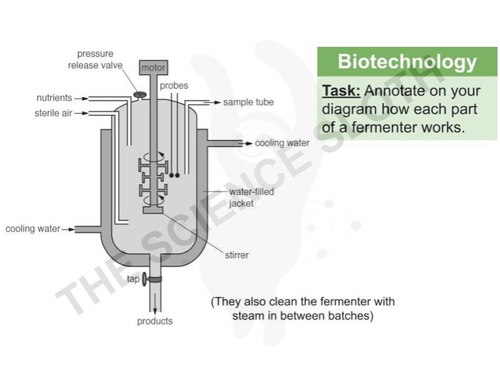 Biotechnology - Examples and fermentation | Teaching Resources
