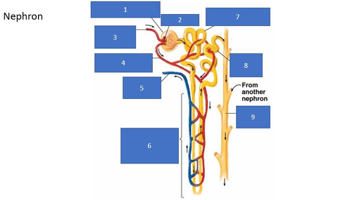 WJEC/EDUQAS A2 Biology Homeostasis & The Kidney | Teaching Resources