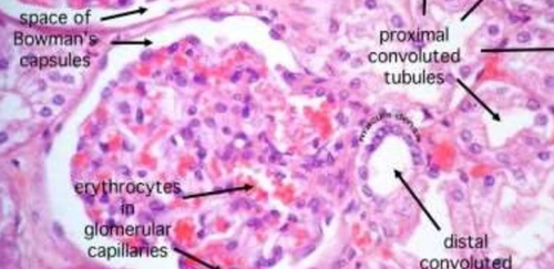 WJEC/EDUQAS A2 Biology Homeostasis & The Kidney | Teaching Resources