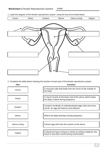 Female Reproductive System Worksheet Teaching Resources 8608