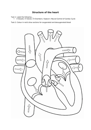 Unit 2 Functional Anatomy (BTEC Level 3 Sport & Exercise Science 2016 ...