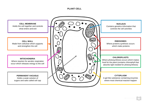 Plant Cell Diagram | Teaching Resources