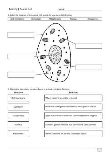 Animal Cell Worksheets | Teaching Resources