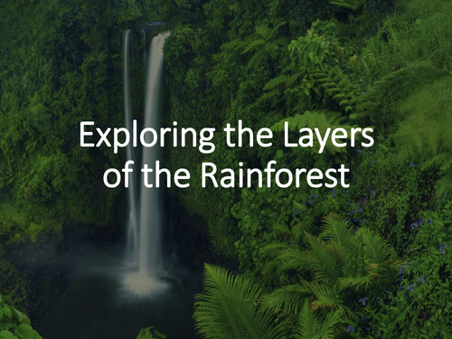 Exploring the Layers of the Rainforest