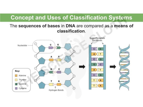 Concept and Uses of Classification Systems - Binomial system, Comparing ...