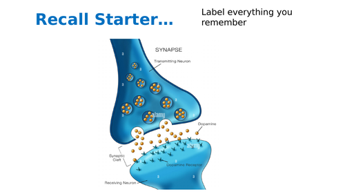 Unit 9 Aim A L16: Reflex Arcs