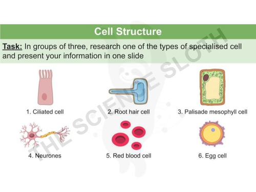 Cell Structure - Plant, Animal, Bacterial and Specialised Cells ...