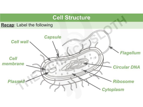 Cell Structure - Plant, Animal, Bacterial and Specialised Cells ...