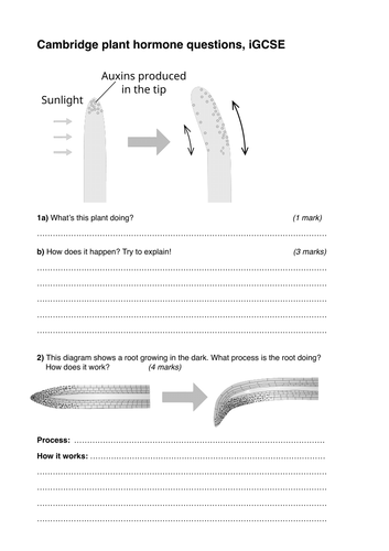 Cambridge plant hormone worksheet, iGCSE biology | Teaching Resources