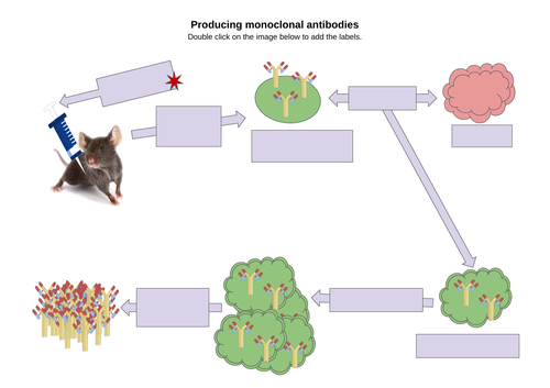 Monoclonal Antibodies: GCSE Infection and Response | Teaching Resources