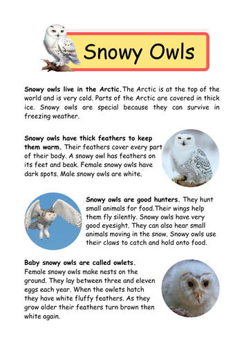 Guided Reading Comprehension Year Two : Snowy Owls (non-fiction ...