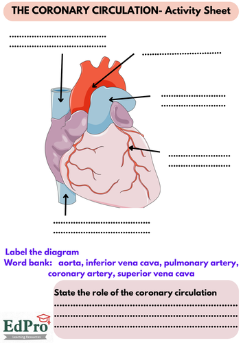 Gcse & Ib Coronary Heart Disease Worksheets 