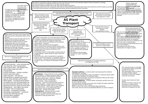 AS Biology - Completed Plant Transport Revision Mat | Teaching Resources