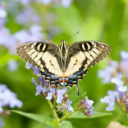 20 photos of butterflies in nature | Teaching Resources