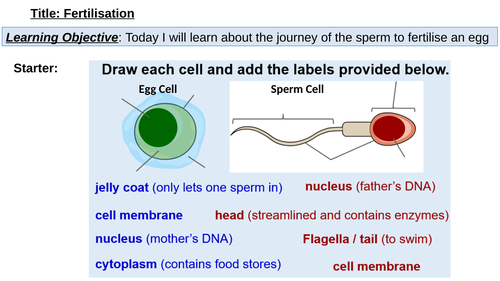 Ks3 Sexual Reproductionfertilisation Teaching Resources 2754